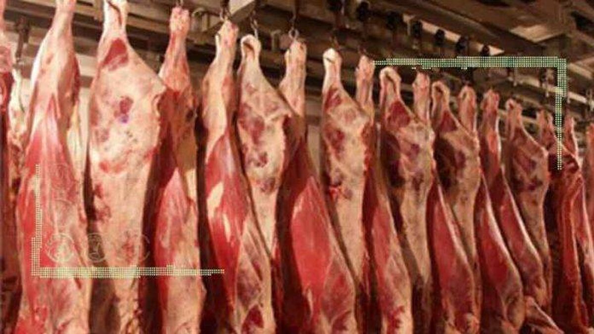 واردات ۱۰ هزار تن گوشت گرم جهت تنظیم بازار
