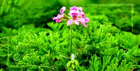 کشت گیاهان دارویی، صنعتی نوپا و درآمدزا