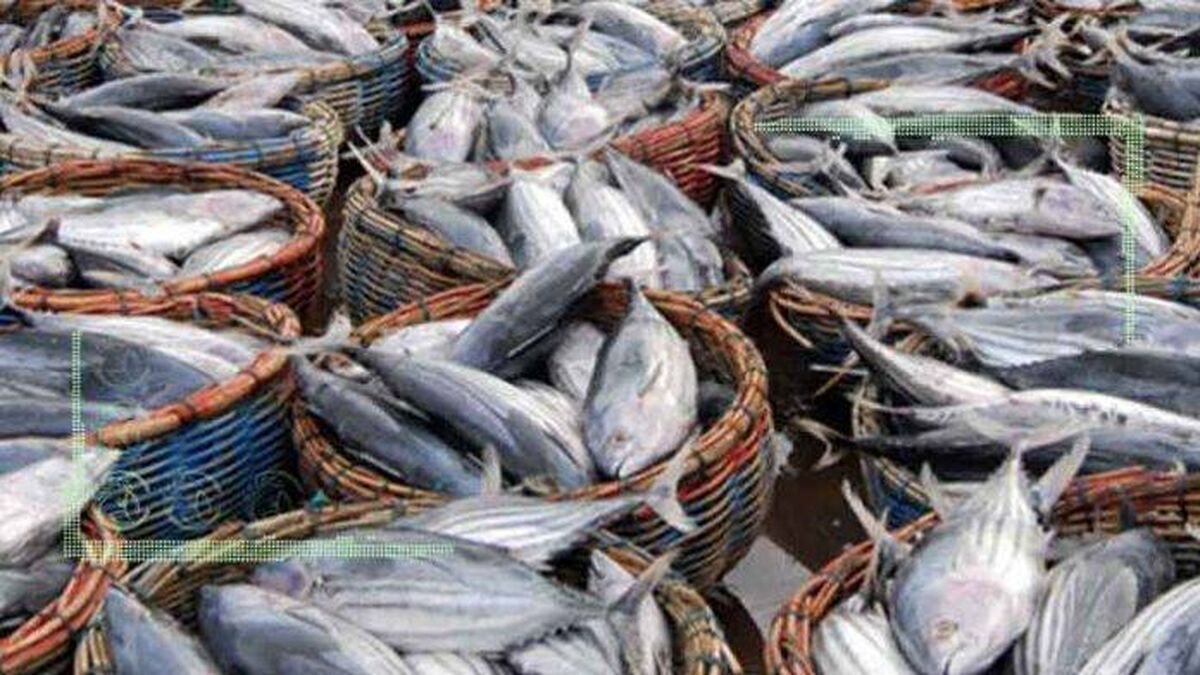 قیمت انواع ماهی ۱۷ فروردین ۱۴۰۲