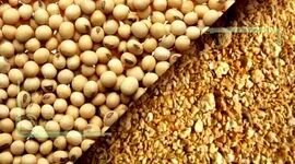 عرضه ۲۰۰ هزار تن کنجاله در سامانه بازارگاه