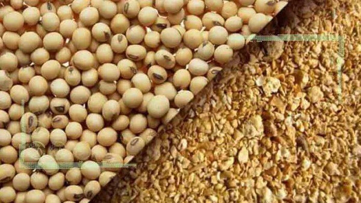 عرضه ۲۰۰ هزار تن کنجاله در سامانه بازارگاه