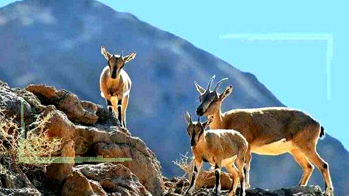 کشتار ۱۰ ساله حیات وحش کشور