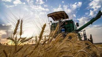 بی‌نیازی از واردات گندم درگرو اصلاح قیمت خرید تضمینی