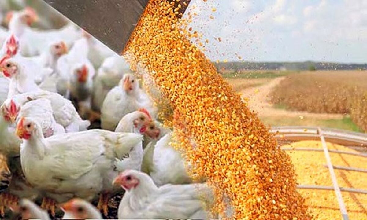 نهاده دامی فعلاً هست؛ اما زنگ خطر برای ماه‌های آینده به صدا درآمد
