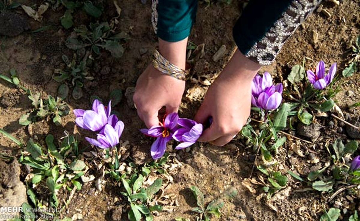 قاچاق سودآور زعفران از مرز‌های کشور

