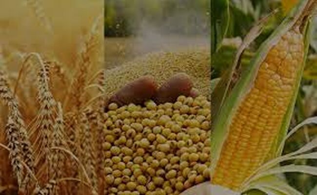 قیمت جهانی مواد غذایی در ژوئیه افزایش یافت؛ غلات و شکر در صدر رشد 