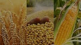 قیمت جهانی مواد غذایی در ژوئیه افزایش یافت؛ غلات و شکر در صدر رشد 