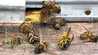 آسیب 100درصدی زنبورداران دشت عباس دهلران