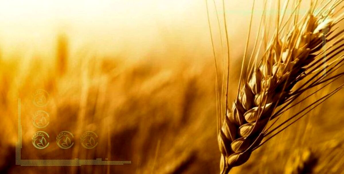 راهکارهای مهم خوداتکایی در تولید گندم