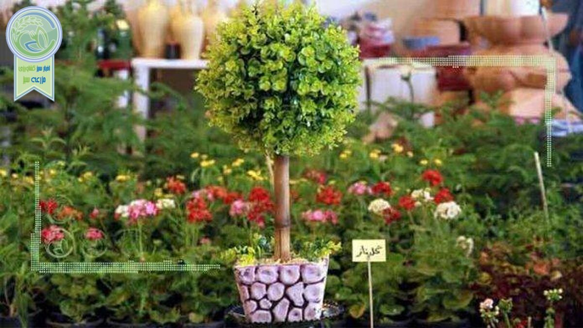 کاهش 50درصدی قیمت گل درپی افت توان اقتصادی مردم
