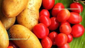 صادرات دلایل افزایش قیمت گوجه فرنگی و سیب زمینی