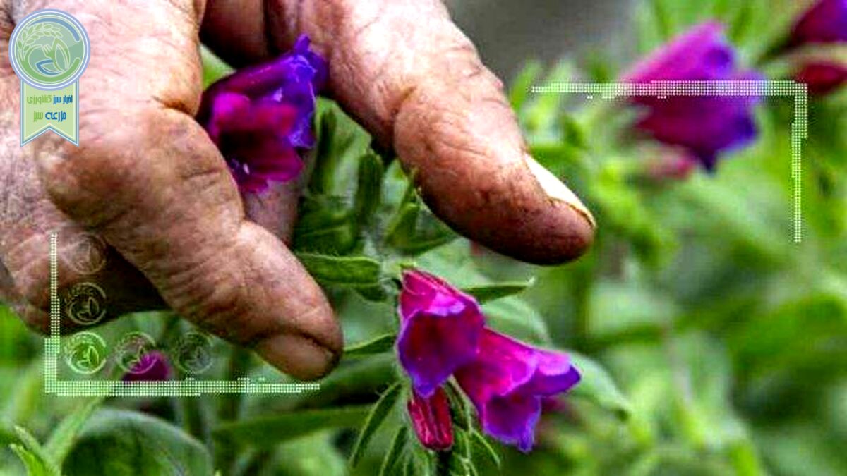 قیمت گیاهان دارویی افزایش نیافته است