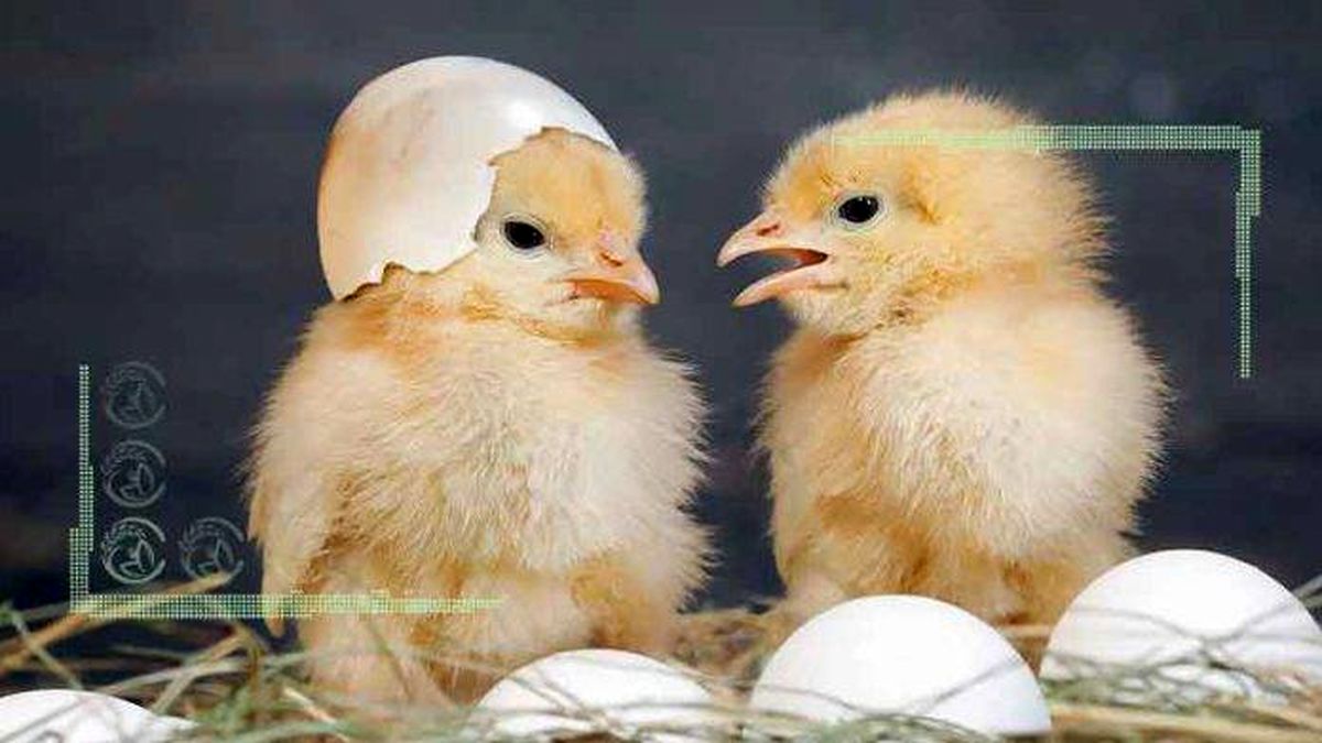 با خرید مرغ و تخم‌مرغ از امنیت غذایی کشور حمایت کنید