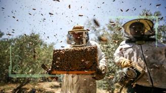 زنبورداری، حرفه‌ای به شیرینی عسل