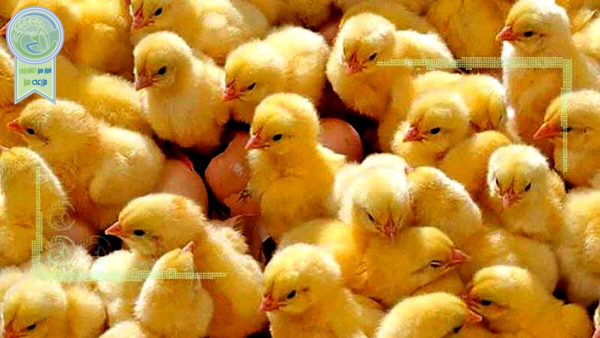 کشتار جوجه‌ها؛ ناچاری یا ترفند؟