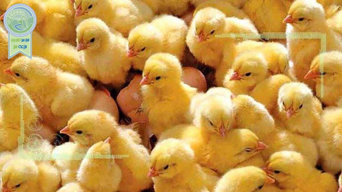 کشتار جوجه‌ها؛ ناچاری یا ترفند؟