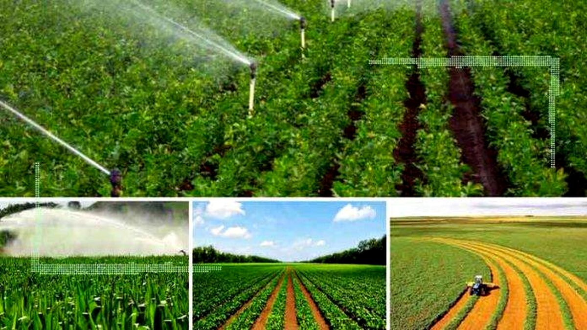 موفقیت طرح جهش تولید در دیمزارها در گروی توسعه بادشکن‌ها