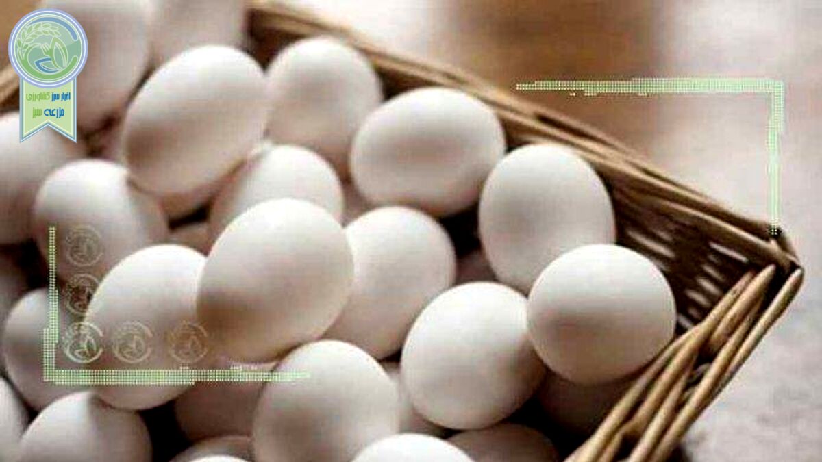 ضرر 18هزار تومانی مرغداران در فروش هر کیلو تخم‌مرغ