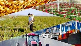 جای خالی صنایع تبدیلی در کشاورزی ایلام