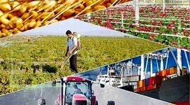 جای خالی صنایع تبدیلی در کشاورزی ایلام