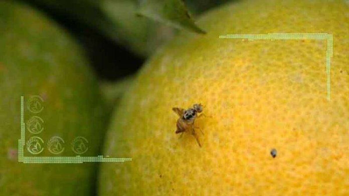 مگس مدیترانه در کمین ۱۱۳ هزار هکتار از باغات مازندران