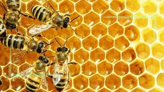 تلاش وزارت کشاورزی برای ایجاد زنجیره‌های ارزش محصولات زنبور عسل