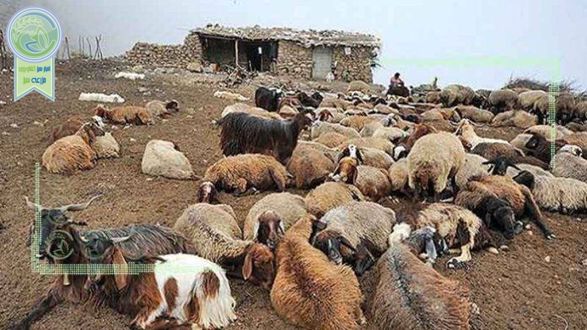 وضع اضطراری 6 میلیون راس دام در کشور