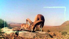 تنوع گونه‌های بیابانی و کویر در کشور