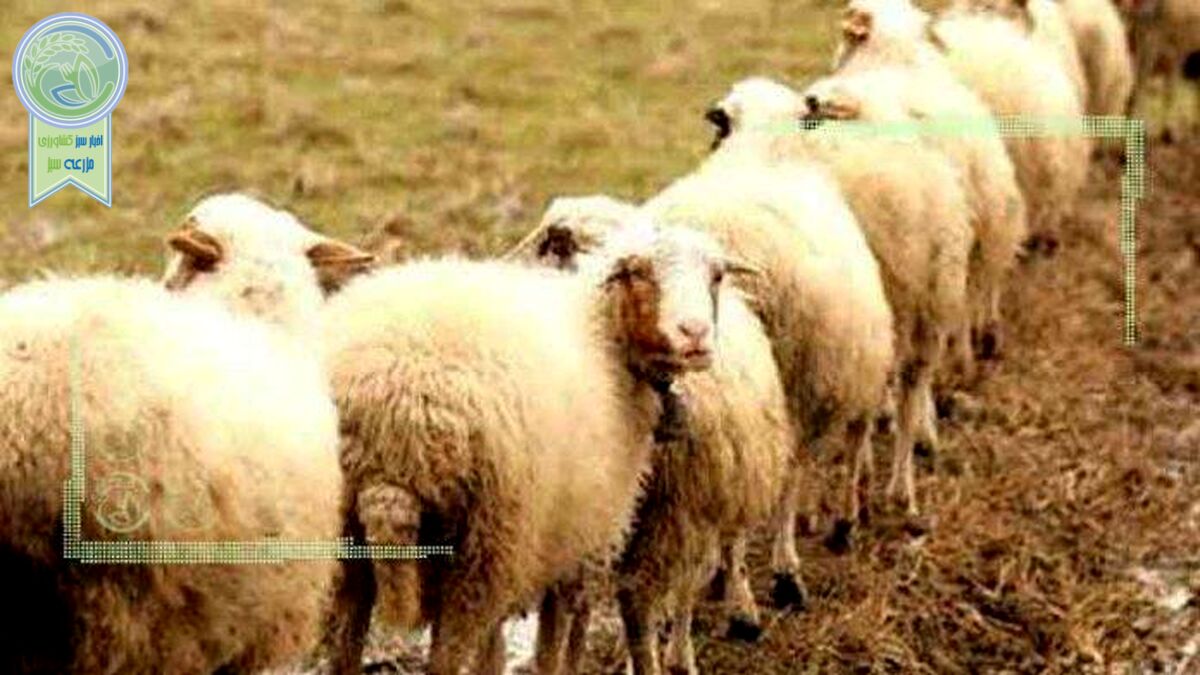 6 میلیون دام مازاد در دامداری ها