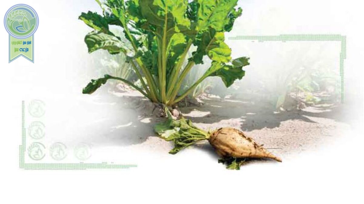 گاهی به امکان کشت‌های جایگزین و تامین‌کننده علوفه