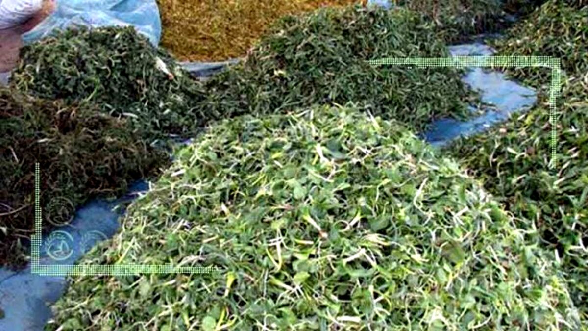 برداشت ثروت‌ از دل کویر