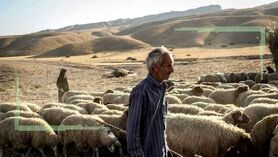 شعارهایی با هدف گشایش صادرات دام