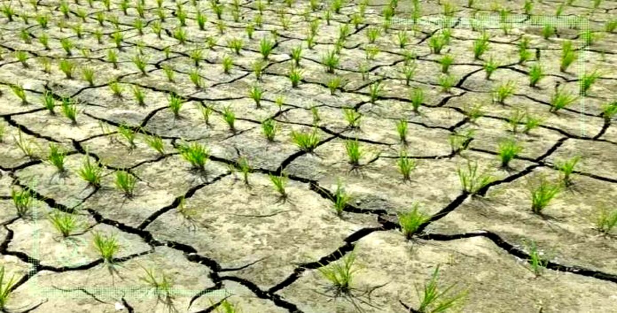 شالیزارهای تشنه و شالی‌کاران ناکام گیلان