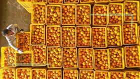 طلب ۶۰ میلیارد تومانی باغداران مازندران از دولت