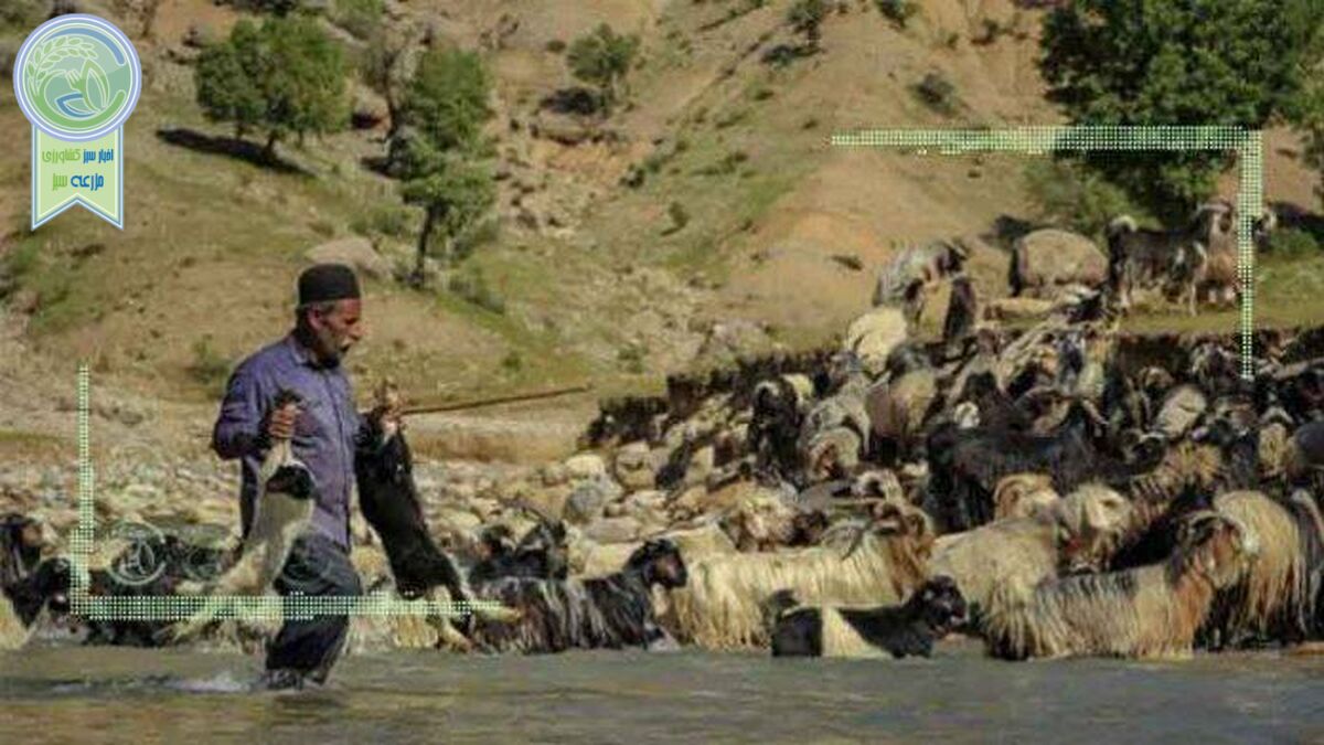 تلف شدن 7 هزار راس دام عشایر در سیلاب‌های اخیر