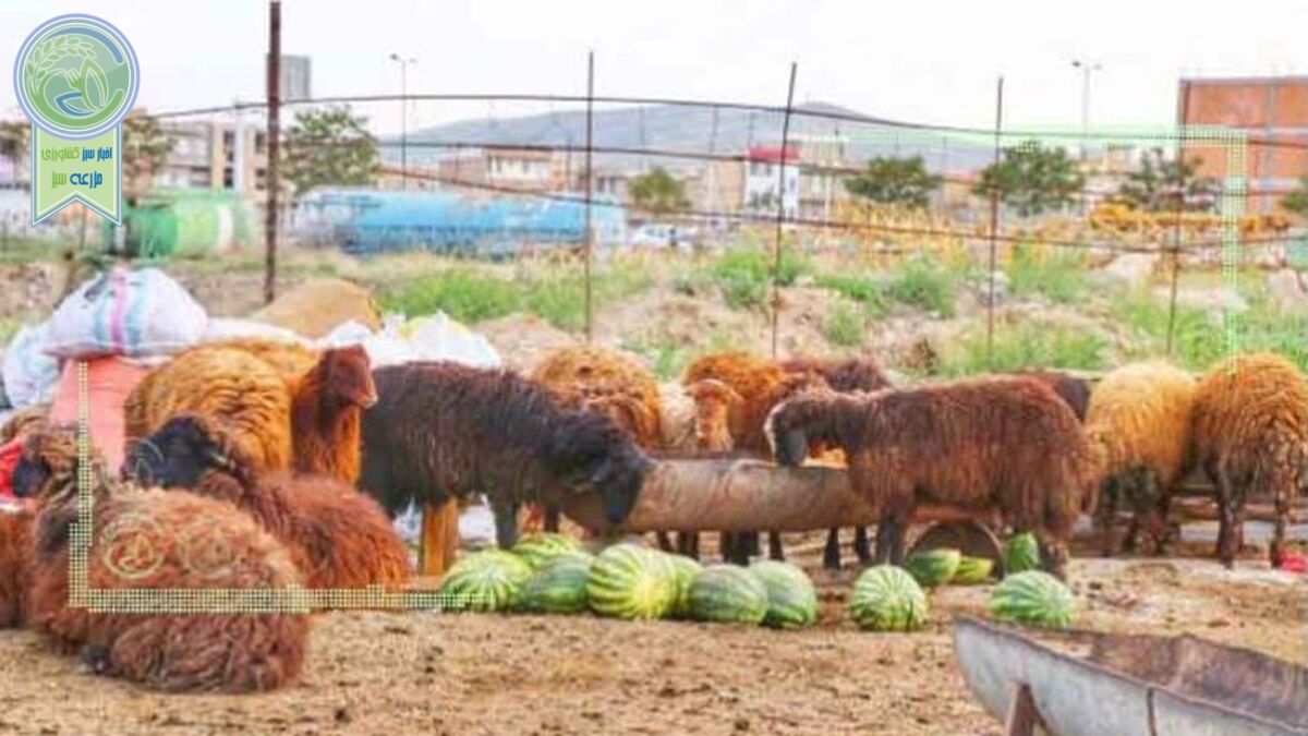 هندوانه هایی که در نبود الگوی کشت خوراک دام می‌شود