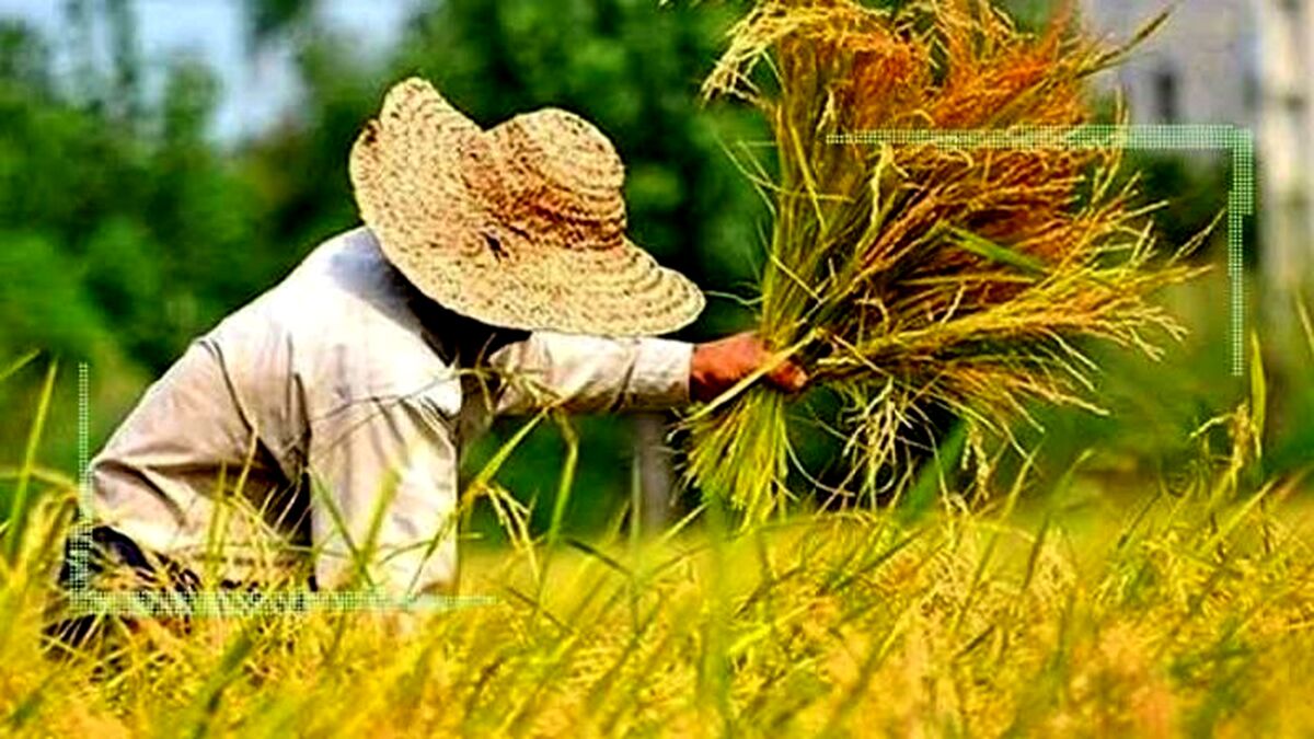 کشت قراردادی برای مسئولان در حد حرف است
