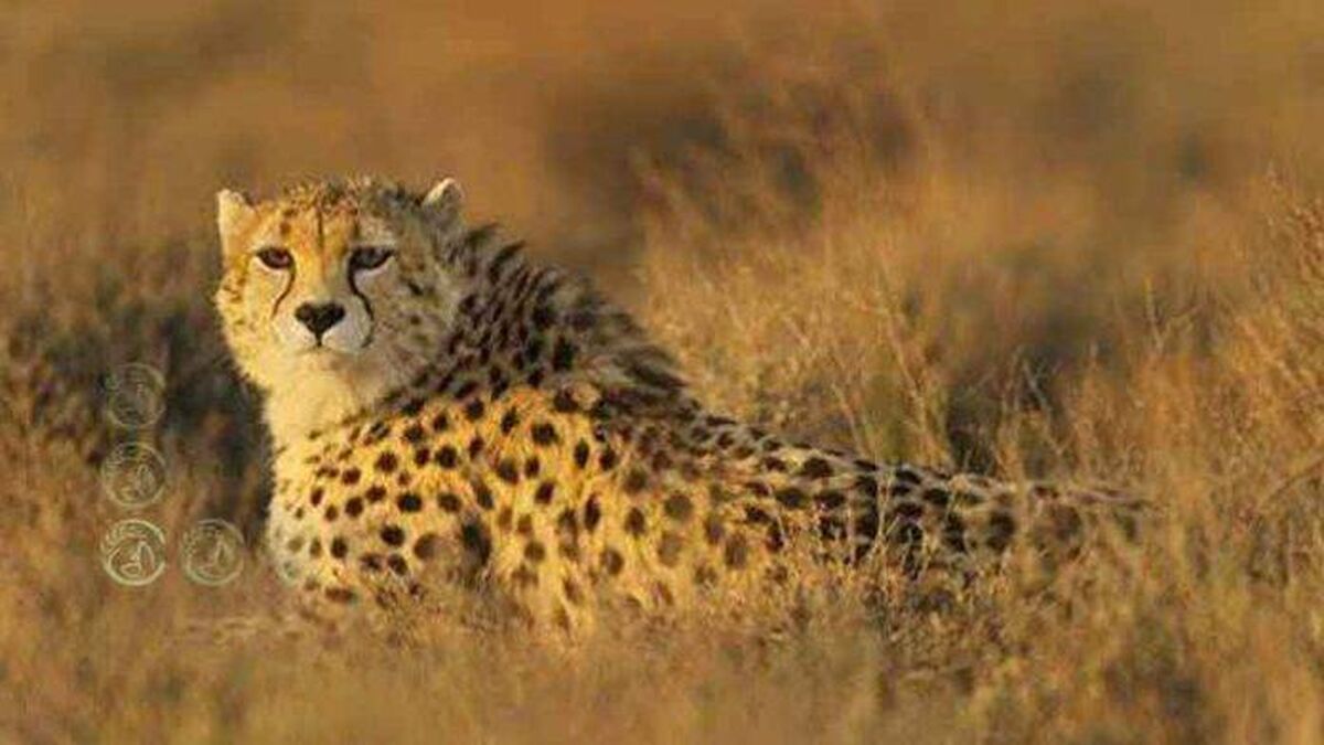 راه‌های حفاظت از زیستگاه‌های حیات وحش