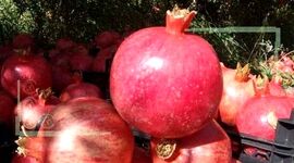 برگزاری جشنواره انار در آبان‌ماه