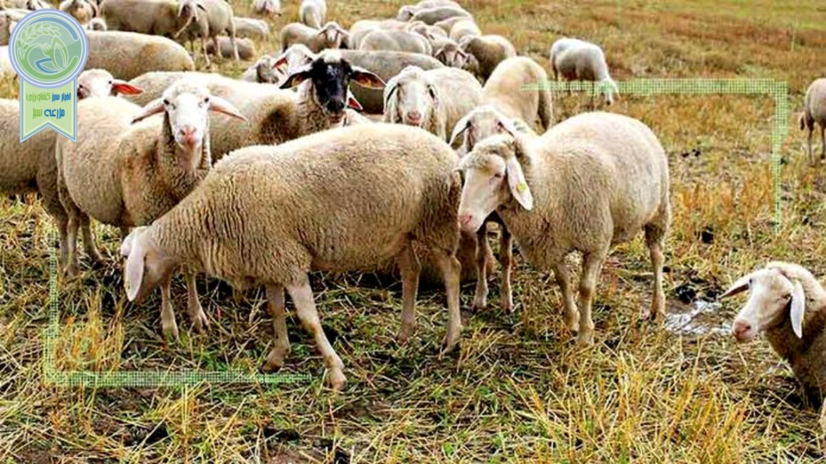 افزایش قیمت اجاره «پس‌چر» مزارع
