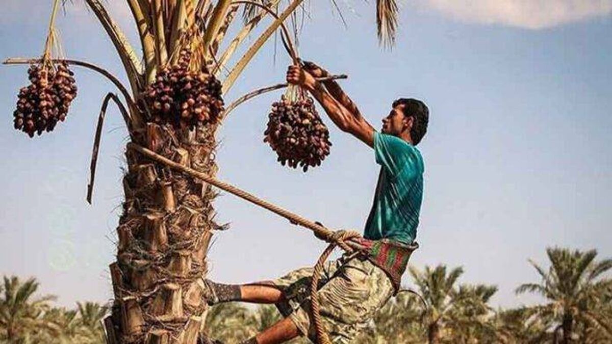 مشکلات بی شمار نخلداران دشتستان