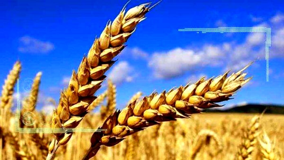 عطاءالله هاشمی: گندمکاران از قیمت گندم رضایت دارند