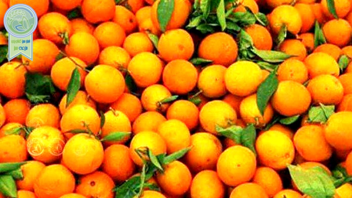 قیمت مرکبات شمال واقعی نیست