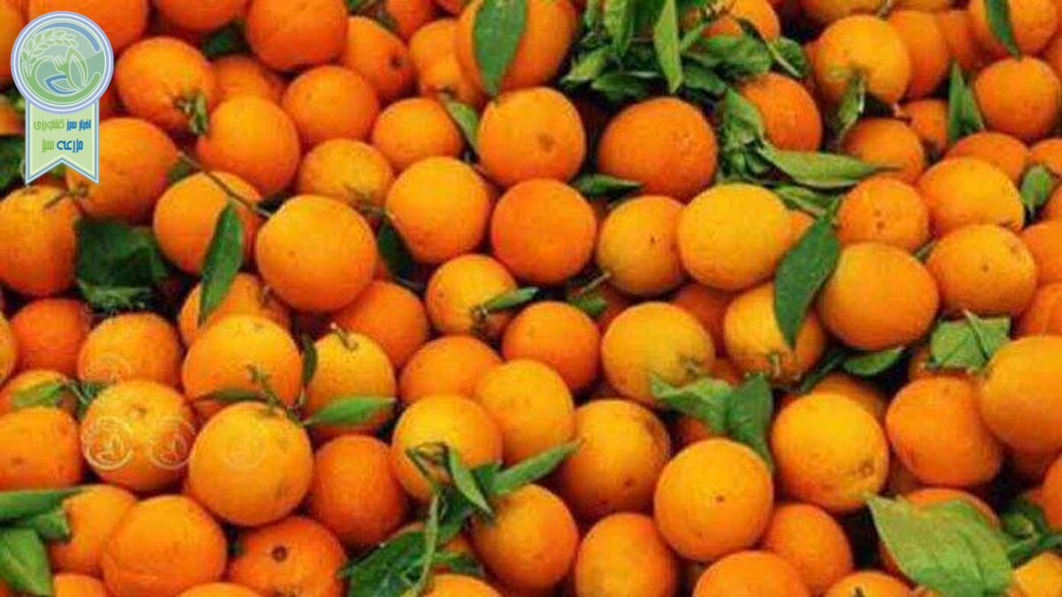 قیمت مرکبات شمال واقعی نیست