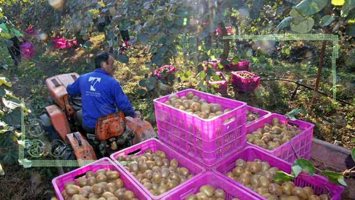 چین به دنبال واردات کیوی از مازندران