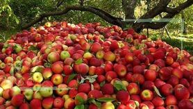 مشکلی در فروش و صادرات سیب آذربایجان‌ وجود ندارد