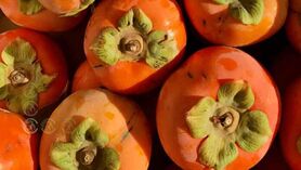 تقویت بدن و بهبود بینایی با مصرف خرمالو
