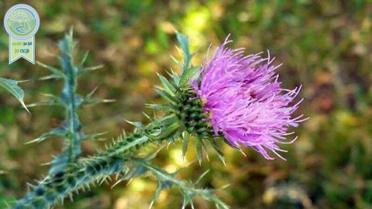 زنگ انقراض گیاهان دارویی الوند به صدا در آمد