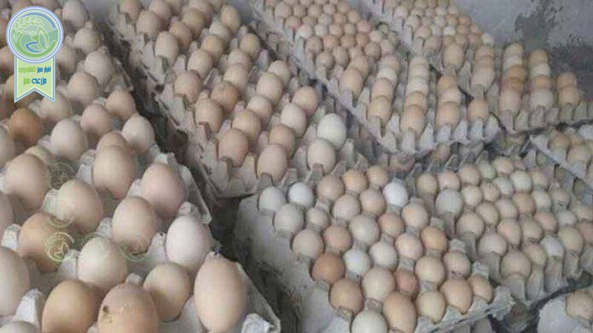 ضرر مرغداران در فروش تخم مرغ
