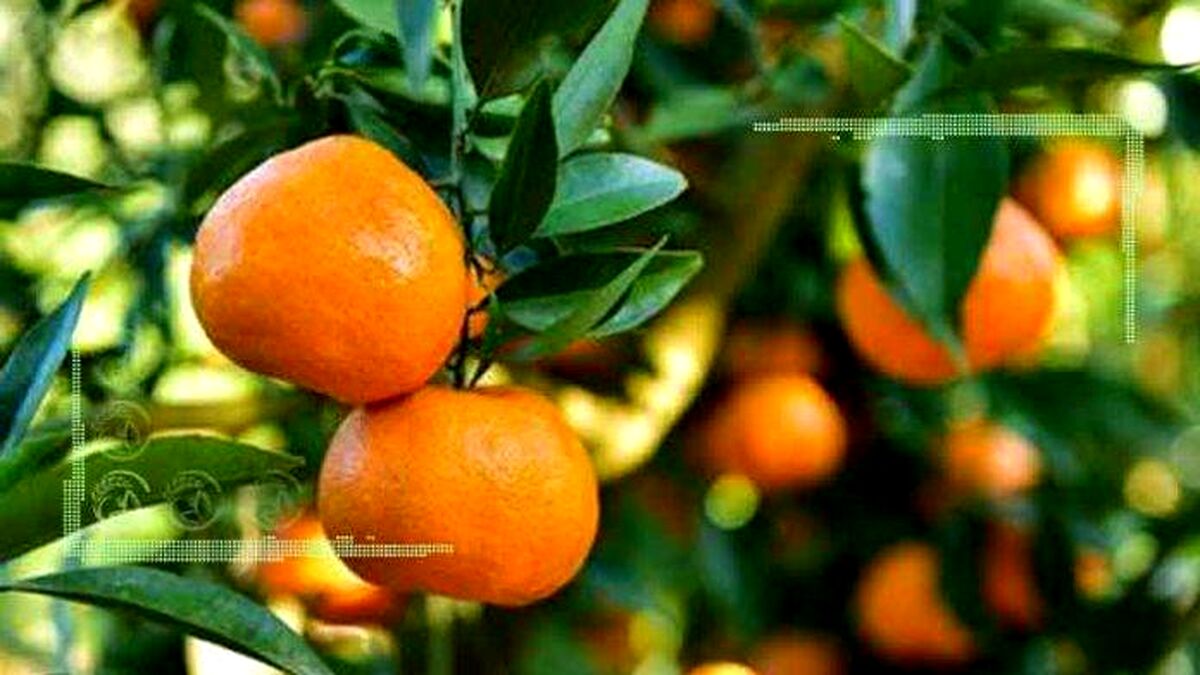 امکان صادرات مرکبات از هرمزگان به چین فراهم شد